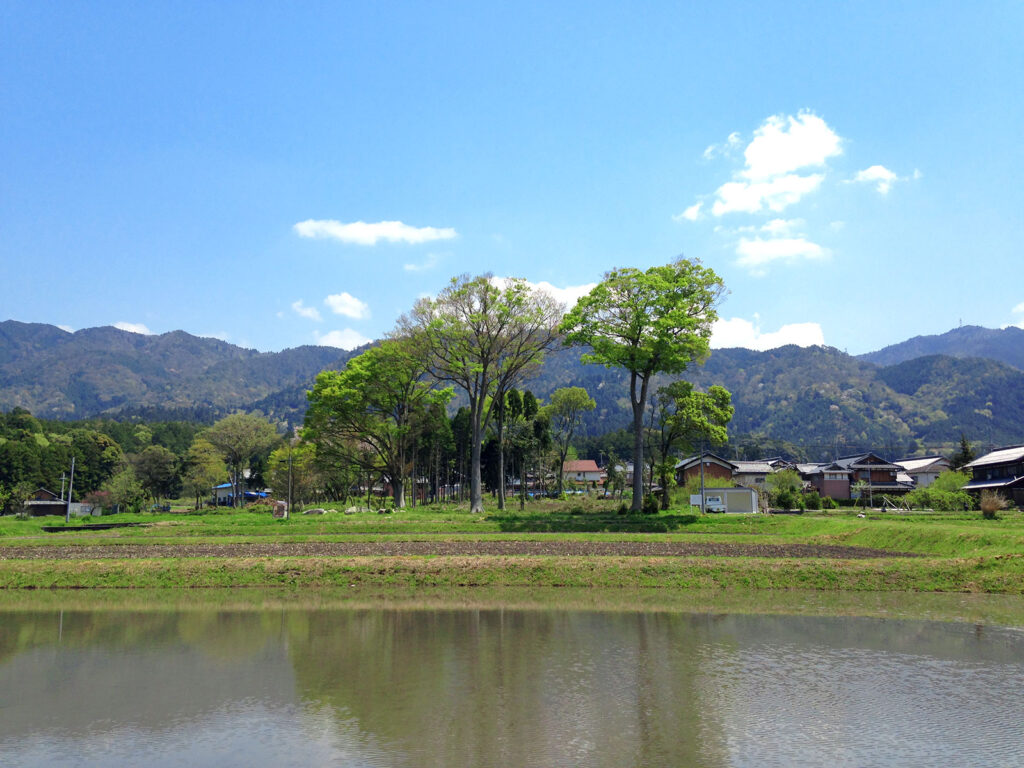 田植えの風景