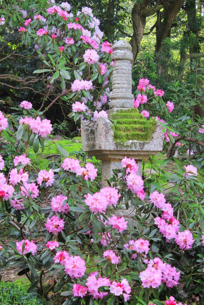 宝篋印塔と石楠花