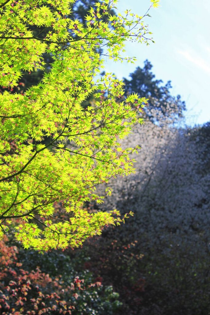 緑と桜の名残