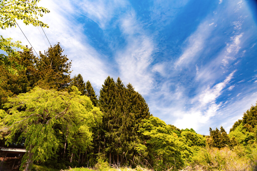 麻績の森と空